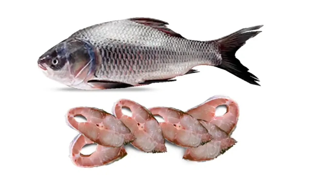 Big Katla Fish